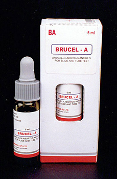 brucelA